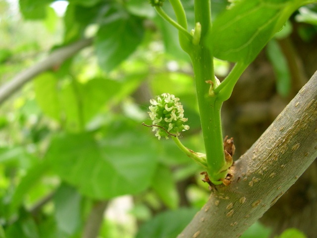 Morus alba / Gelso bianco